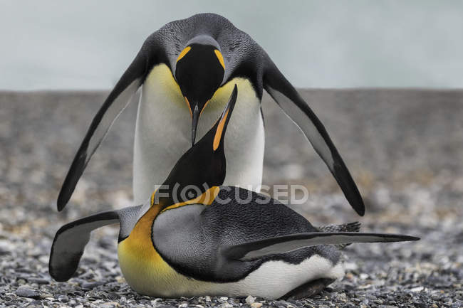 Re Pinguino coppia coccole — Foto stock