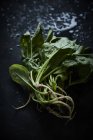Frischer grüner Spinat — Stockfoto