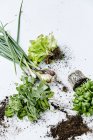 Verduras verdes frescas y saludables - foto de stock