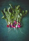 Fresh organic radishes with leaves — Stock Photo