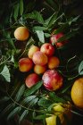 Летние фрукты и растения — стоковое фото