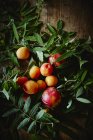 Albaricoques y nectarinas frescos maduros - foto de stock