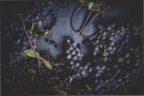 Uvas maduras e bagas rowan pretas — Fotografia de Stock
