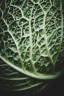 Свіжий зелений капустяний лист — стокове фото