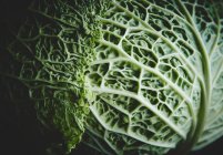 Fresh green cabbage leaf — Stock Photo