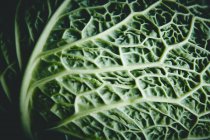 Свежий зелёный лист капусты — стоковое фото