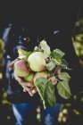 Pommes fraîches mûres dans les mains — Photo de stock
