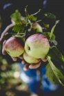 Manzanas frescas maduras en las manos - foto de stock