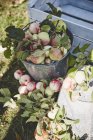 Mele mature fresche in secchio — Foto stock