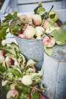 Manzanas frescas maduras en cubo - foto de stock
