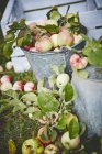 Свежие спелые яблоки в ведре — стоковое фото