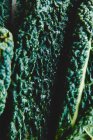 Fresh bunch of kale — Stock Photo