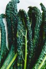 Fresh bunch of kale — Stock Photo