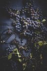 Uvas azuis escuras com tesoura de colheita — Fotografia de Stock