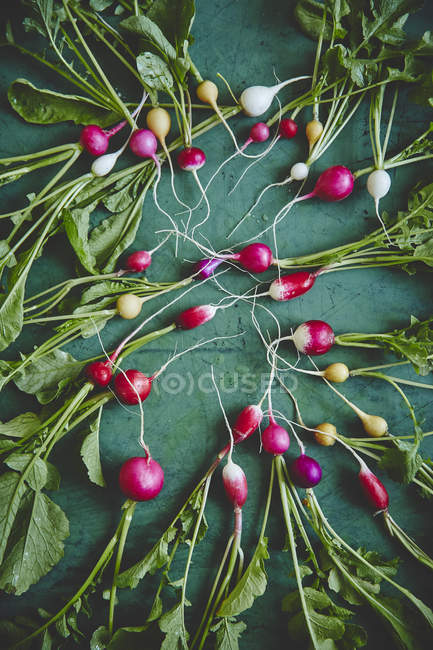 Fresh organic radishes with leaves — Stock Photo