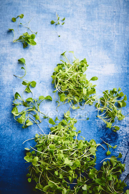 Green young sprouts — Stock Photo