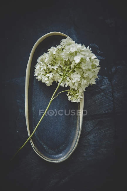 Красиві квіти Hortensia — стокове фото