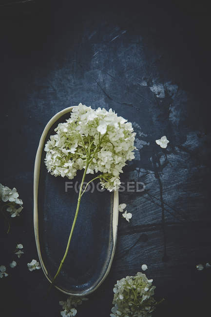 Beautiful hortensia flowers — Stock Photo