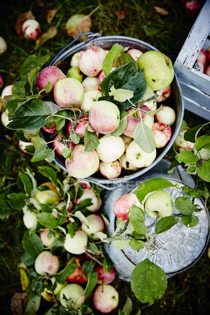 Manzanas maduras en árbol y en cubo - foto de stock