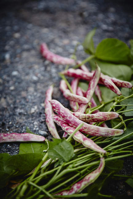Fresh red peas pods — Stock Photo