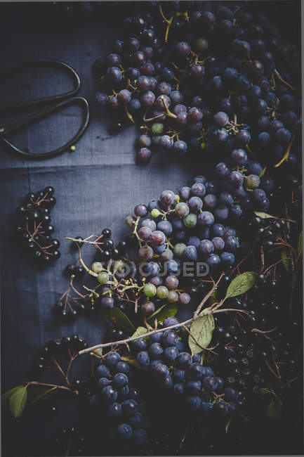 Raisins mûrs et baies de rowan noires — Photo de stock