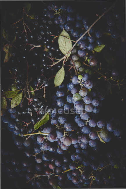 Uvas maduras e bagas rowan pretas — Fotografia de Stock