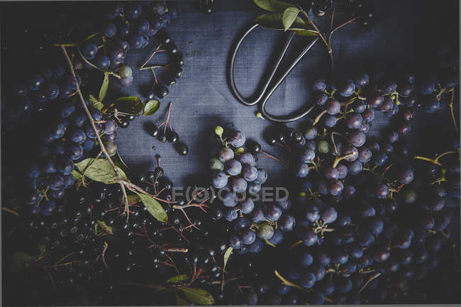 Ripe grapes and black rowan berries — Stock Photo