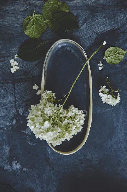 Красиві квіти Hortensia — стокове фото