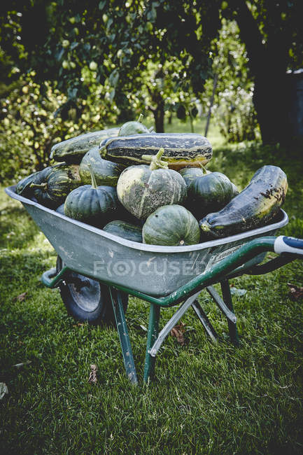 Fresh pumpkins and squashes — Stock Photo