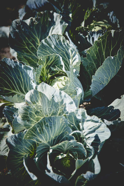 Organic cabbages in field — Stock Photo