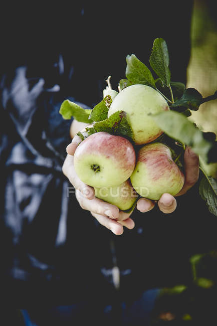 Maçãs frescas maduras em mãos — Fotografia de Stock