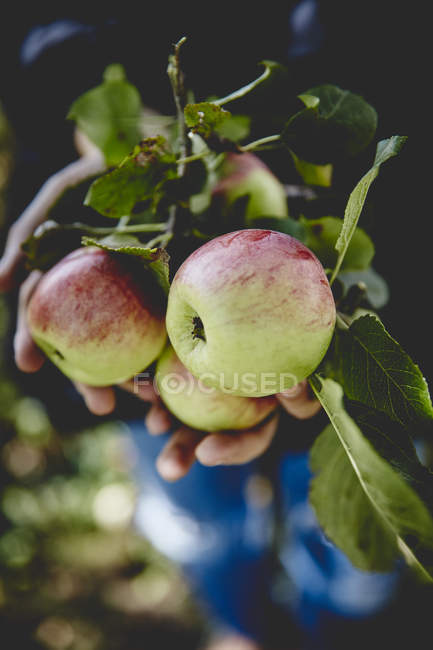 Витирати свіжі яблука в руках — стокове фото