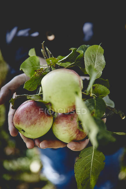 Спелые свежие яблоки в руках — стоковое фото