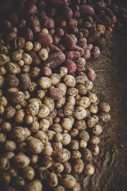 Batatas frescas no solo — Fotografia de Stock
