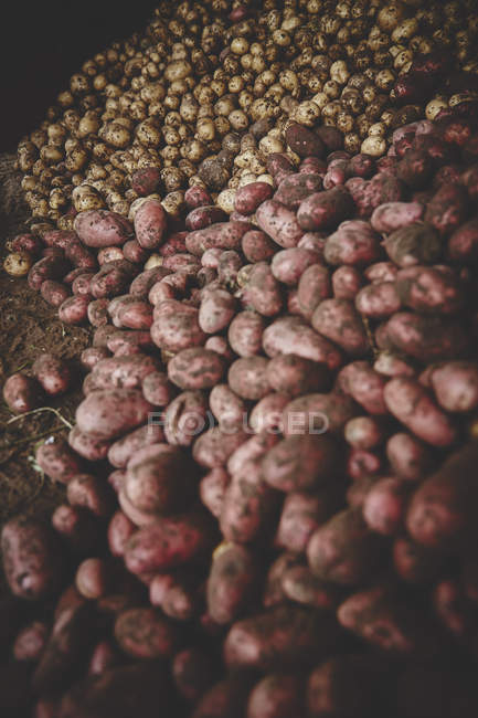 Batatas frescas no solo — Fotografia de Stock