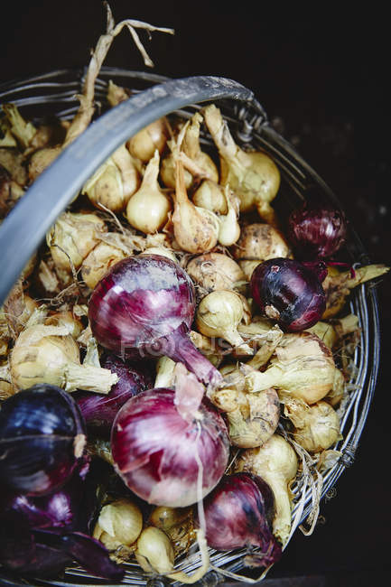 Organic onions in bucket — Stock Photo