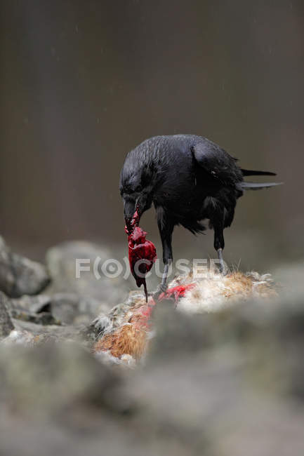 Black bird raven — Stock Photo