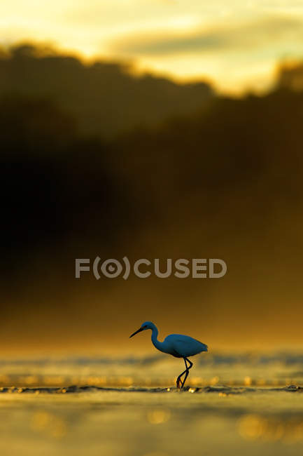 Snowy Egret, Egretta thula — Stock Photo