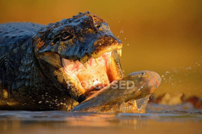 Krokodil mit Fisch in der Schnauze — Stockfoto
