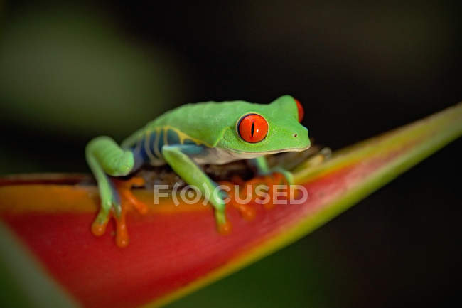 Grenouille arbustive aux yeux rouges — Photo de stock