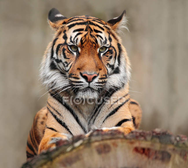 Tigre gato salvaje - foto de stock