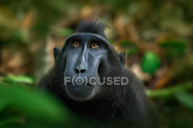 Wild black monkey — Stock Photo