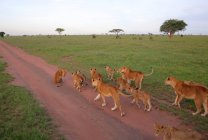 Orgullo de los leones en la sabana africana - foto de stock