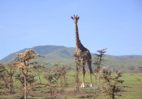 Jirafa en el Parque Nacional Etosha - foto de stock