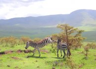 Zebras em savana africana — Fotografia de Stock