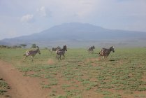 Пейзаж в африканской саванне с животными в дневное время — стоковое фото