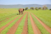 Elefante joven en sabana africana - foto de stock