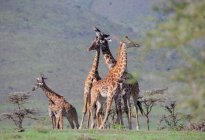 Группа молодых жирафов — стоковое фото