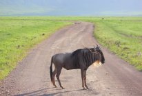 Bull  in african savannah — Stock Photo
