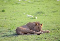 Lioness in african savannah — Stock Photo